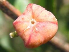 Euonymus hamiltonianus