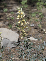 Lupinus angustiflorus