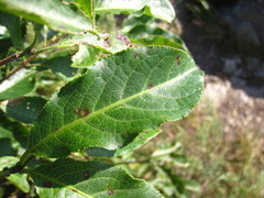 Euonymus hamiltonianus