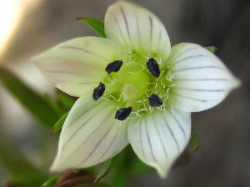 Swertia japonica iNat (2)
