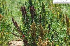 Chenopodium quinoa