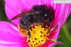 Bombus coreanus