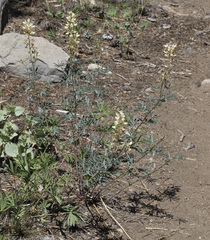 Lupinus angustiflorus