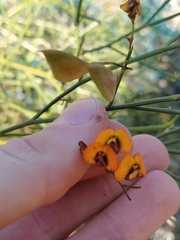 Daviesia divaricata