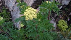 Arracacia schneideri