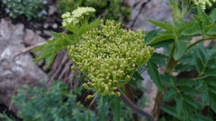 Arracacia schneideri