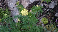Arracacia schneideri