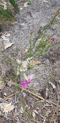 Boronia nematophylla
