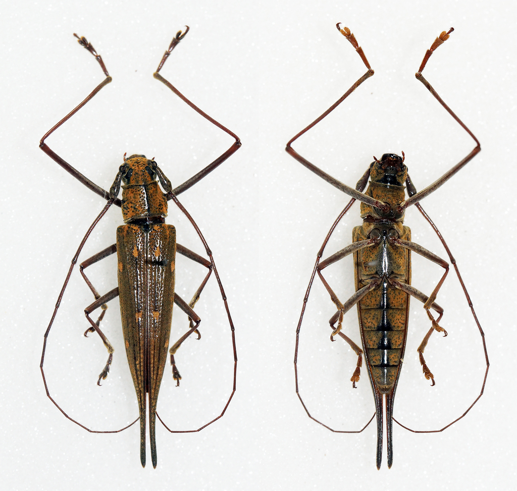 Homonoea