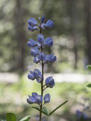 Lupinus arbustus