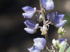 Lupinus arbustus