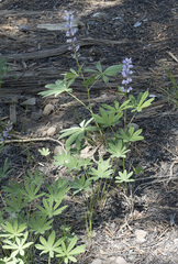 Lupinus arbustus