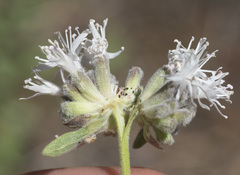 Monardella odoratissima pallida