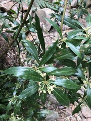 Tasmannia insipida