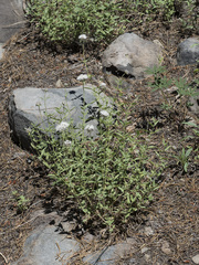 Monardella odoratissima pallida