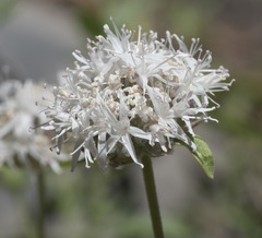 Monardella odoratissima pallida