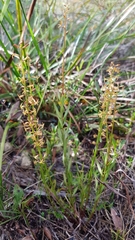Stackhousia viminea