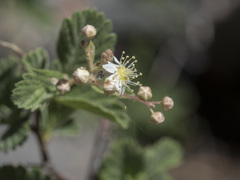 Holodiscus discolor glabrescens