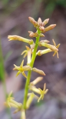 Stackhousia viminea