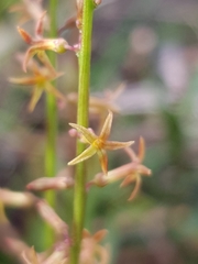 Stackhousia viminea
