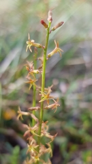 Stackhousia viminea