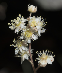 Holodiscus discolor glabrescens
