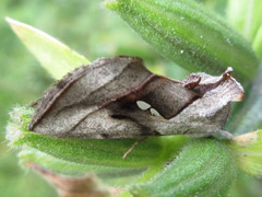 Macdunnoughia purissima
