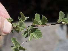 Holodiscus discolor glabrescens