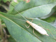 Oecanthus longicauda