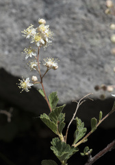 Holodiscus discolor glabrescens