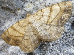 Polymixinia appositaria