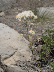 Senecio aronicoides