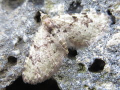 Chloroclystis v-ata