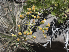 Senecio aronicoides