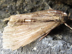 Ercheia niveostrigata