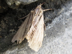 Ercheia niveostrigata
