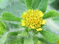 Sigesbeckia pubescens