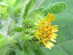 Sigesbeckia pubescens