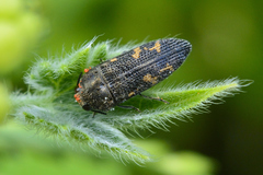Acmaeodera setosa
