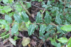 Xylosma flexuosa