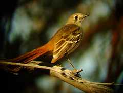 Drymodes brunneopygia