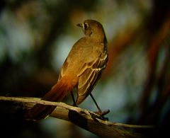 Drymodes brunneopygia