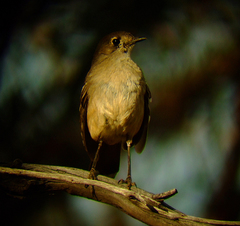 Drymodes brunneopygia