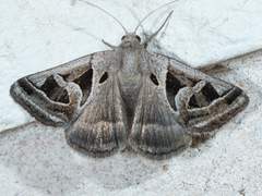 Callistege intercalaris