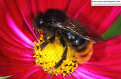 Bombus coreanus