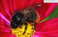 Bombus coreanus