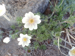 Anemone drummondii