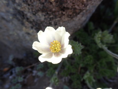 Anemone drummondii