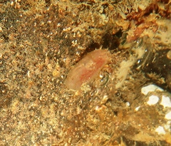 Ascidiella aspersa