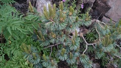 Pinus culminicola